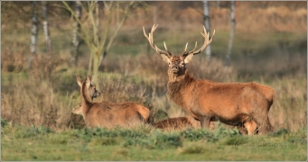 <p>JELEN LESNÍ (Cervus elaphus) obora /Red deer - Rothirsch/</p>